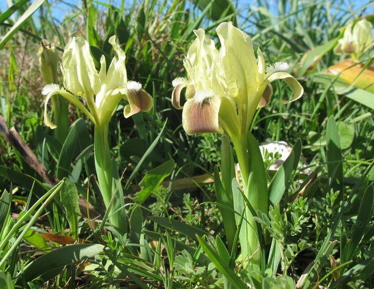 Iris pseudopumila Iris pseudopumila Tineo Iridaceae Giaggiolo siciliano