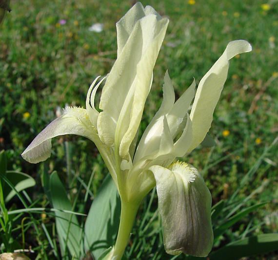 Iris pseudopumila BOTANYcz IRIS PSEUDOPUMILA Tineo