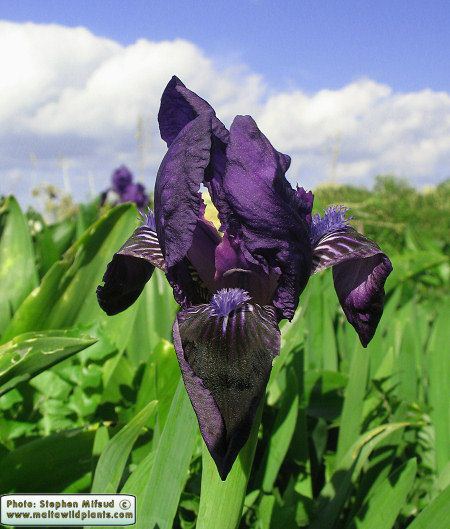 Iris pseudopumila Wild Plants of Malta Plant Family Index