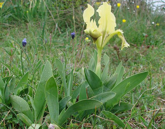 Iris pseudopumila botanyczfotoirispseudoherb2jpg