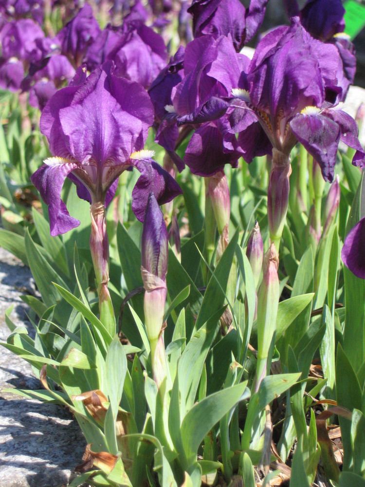 Iris pumila Iris pumila Wikipedia