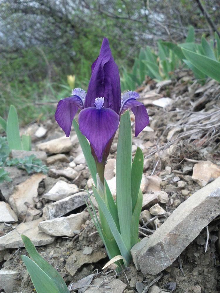 Iris pumila FileIris pumila sl7jpg Wikimedia Commons