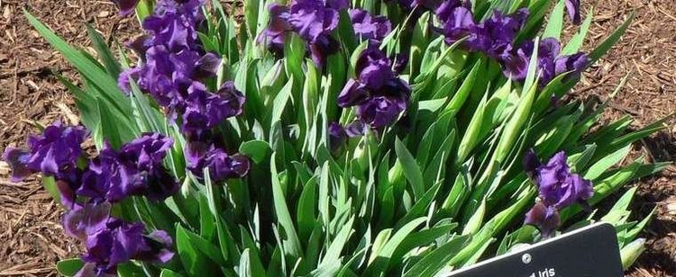 Iris pumila Dwarf Iris Iris pumila