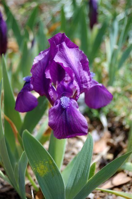 Iris pumila Iris pumila
