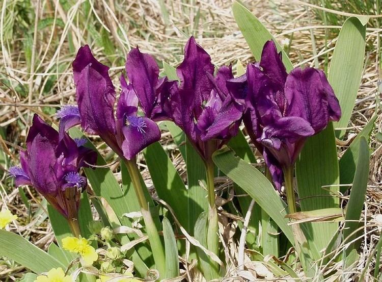 Iris pumila Iris pumila dwarf iris Go Botany