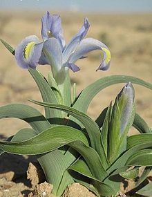 Iris regis-uzziae httpsuploadwikimediaorgwikipediacommonsthu