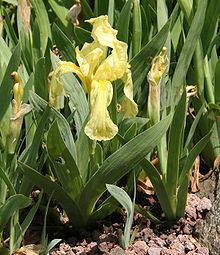 Iris reichenbachii httpsuploadwikimediaorgwikipediacommonsthu