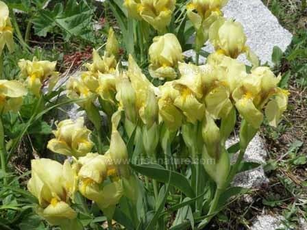 Iris reichenbachii Iris reichenbachii habitat and identification guide