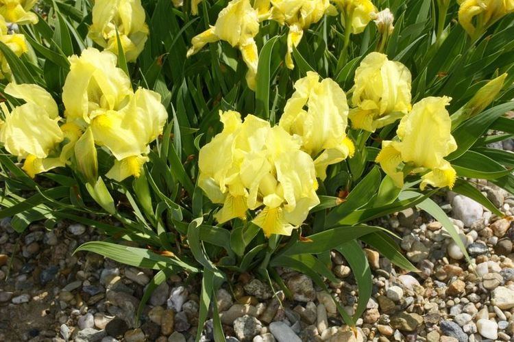 Iris reichenbachii Iris reichenbachii Alpine Plants