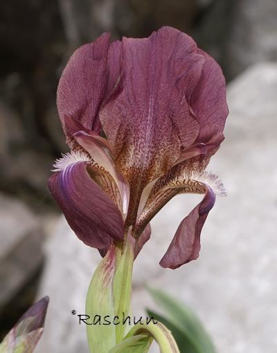 Iris reichenbachii SIGNA The Species Iris Group of North America