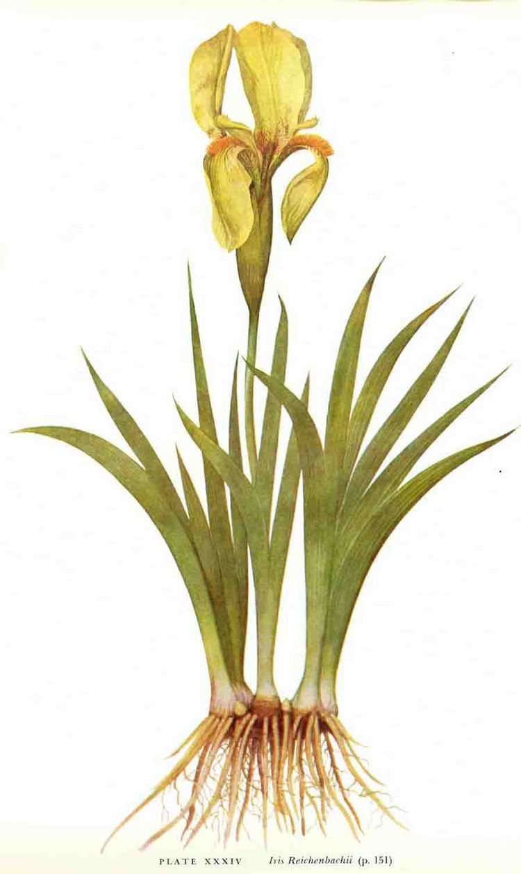 Iris reichenbachii SpecReichenbachii lt Spec lt TWiki