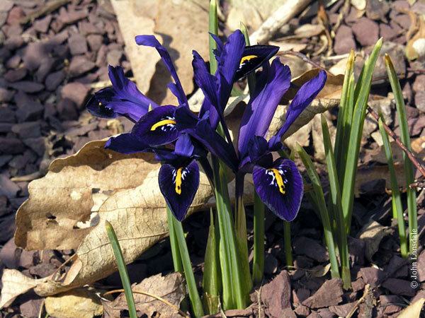 Iris reticulata wwwpacificbulbsocietyorgpbswikifilesIrisIris
