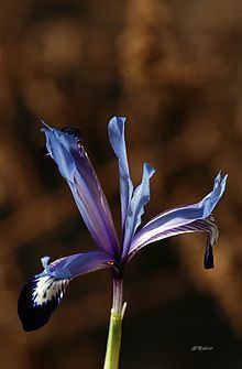 Iris reticulata var. bakeriana httpsuploadwikimediaorgwikipediacommonsthu