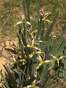 Iris rosenbachiana httpsuploadwikimediaorgwikipediacommonsthu