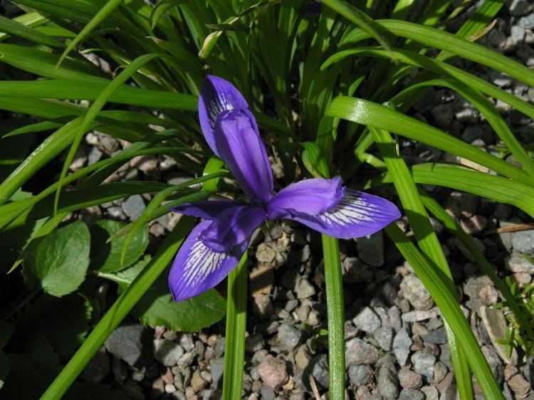 Iris ruthenica SIGNA The Species Iris Group of North America
