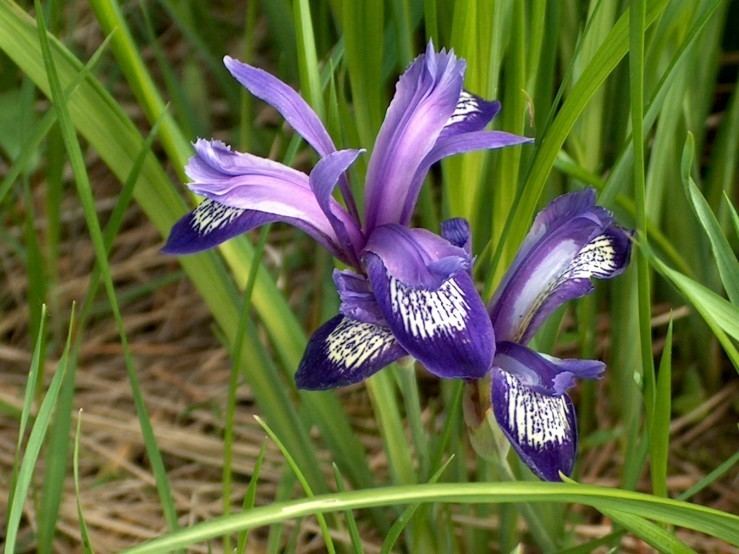Iris ruthenica SpecRuthenica lt Spec lt TWiki