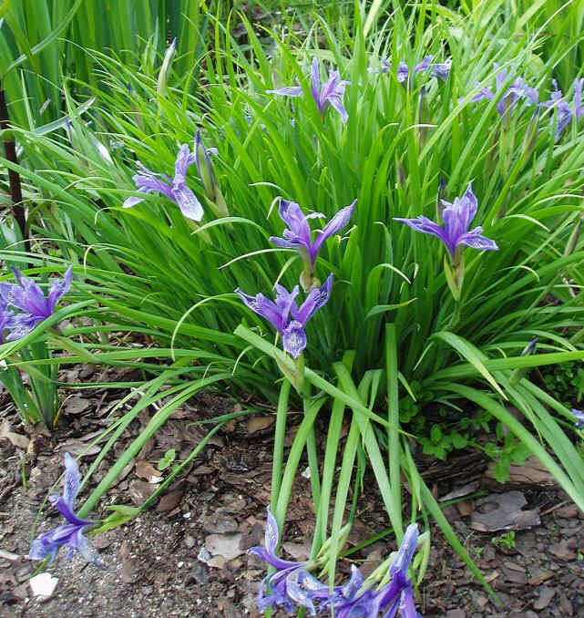 Iris ruthenica Irisruthenica2jpg