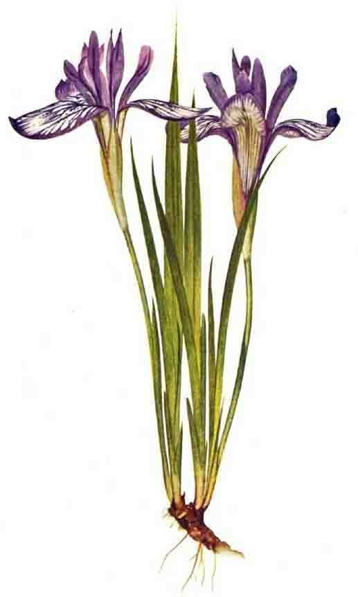 Iris ruthenica SpecRuthenica lt Spec lt TWiki