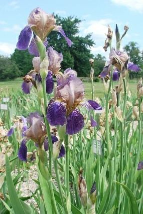 Iris sambucina botanyczfoto2irissambucina1jpg