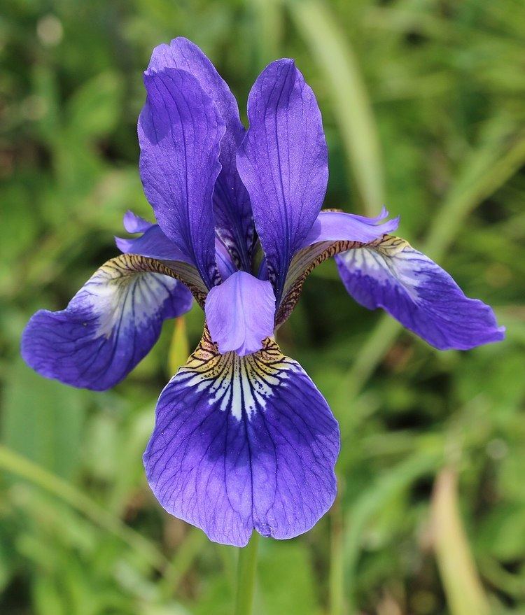 Iris sanguinea httpsuploadwikimediaorgwikipediacommonsthu