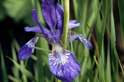 Iris sanguinea Iris sanguinea bloodred irisRHS Gardening