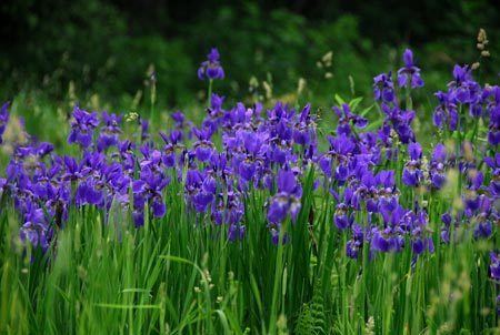 Iris sanguinea Iris sanguinea