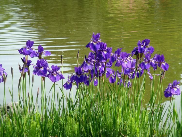 Iris sanguinea Iris sanguinea Donn ex Hornemann var violacea Makino