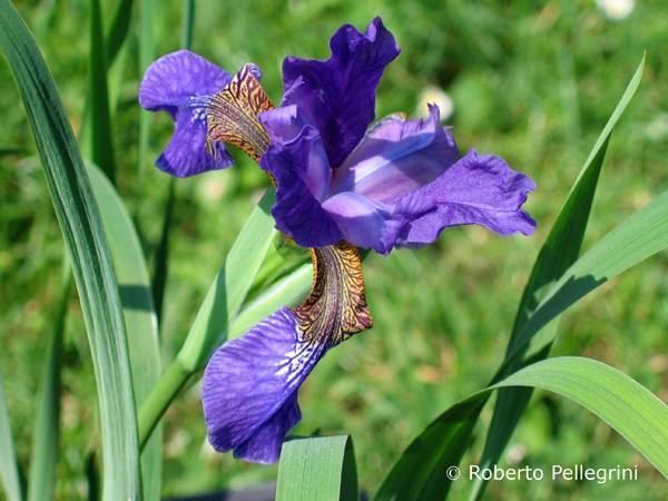 Iris sanguinea Image