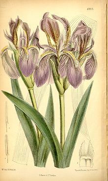 Iris scariosa httpsuploadwikimediaorgwikipediacommonsthu