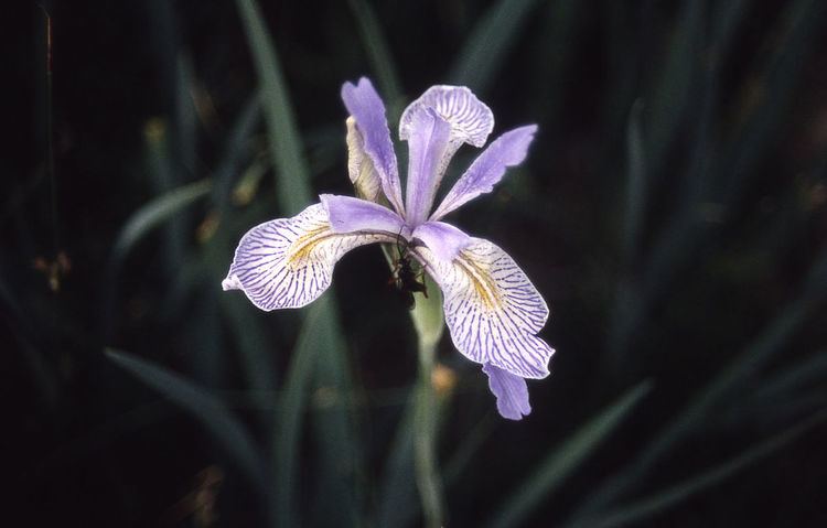 Iris ser. Longipetalae