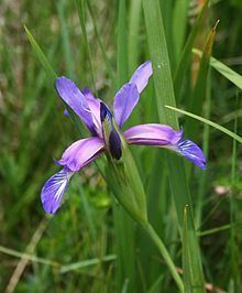 Iris ser. Spuriae httpsuploadwikimediaorgwikipediacommonsthu
