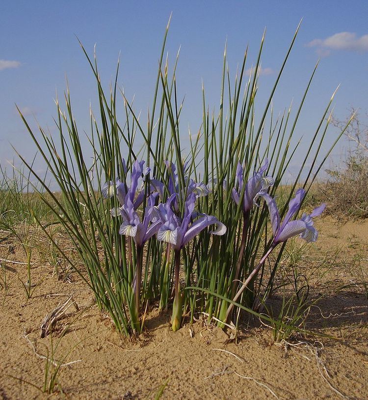 Iris ser. Tenuifoliae