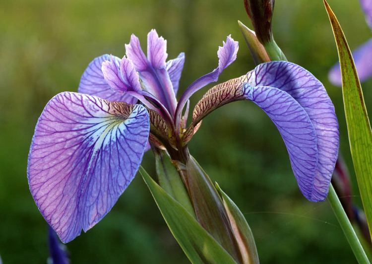 Iris setosa SIGNA The Species Iris Group of North America