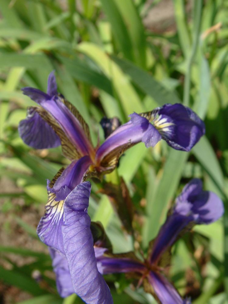 Iris setosa Iris setosa Wikipedia