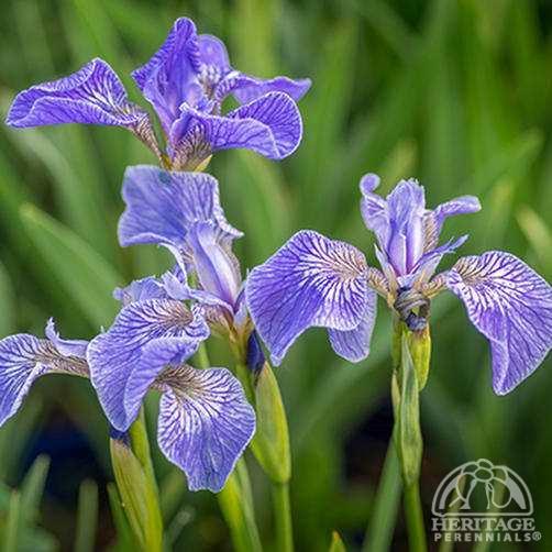 Iris setosa Plant Profile for Iris setosa var arctica Dwarf Arctic Iris Perennial