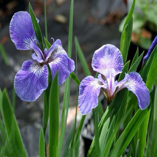 Iris setosa IRIS SETOSA ARCTICA SEEDS Dwarf Arctic Iris