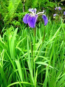 Iris setosa httpsuploadwikimediaorgwikipediacommonsthu