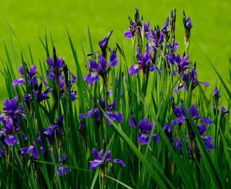 Iris sibirica GardensOnline Iris sibirica