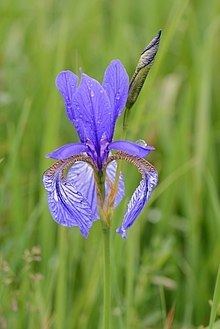 Iris sibirica httpsuploadwikimediaorgwikipediacommonsthu
