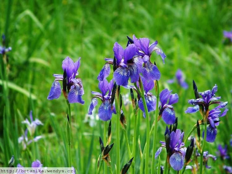 Iris sibirica - Wikipedia