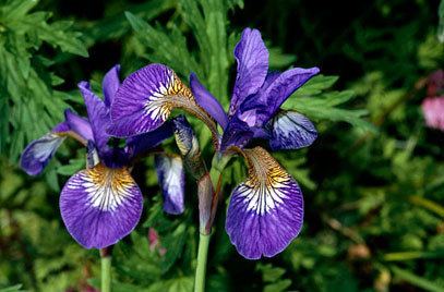 Iris sibirica Iris sibirica Siberian flagRHS Gardening