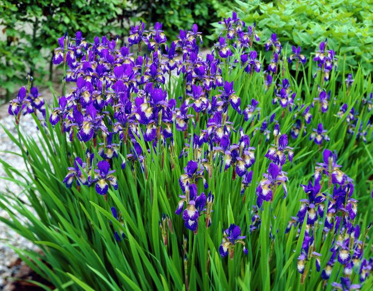 Iris sibirica Siberian iris 39Ottawa39 Iris sibirica 39Ottawa39 Sword Lily 39Ottawa