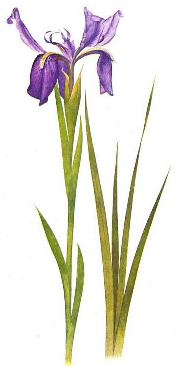 Iris sikkimensis wikiirisesorgpubSpecSpecSikkimensisSikkimens
