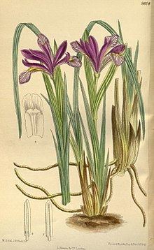 Iris sintenisii httpsuploadwikimediaorgwikipediacommonsthu