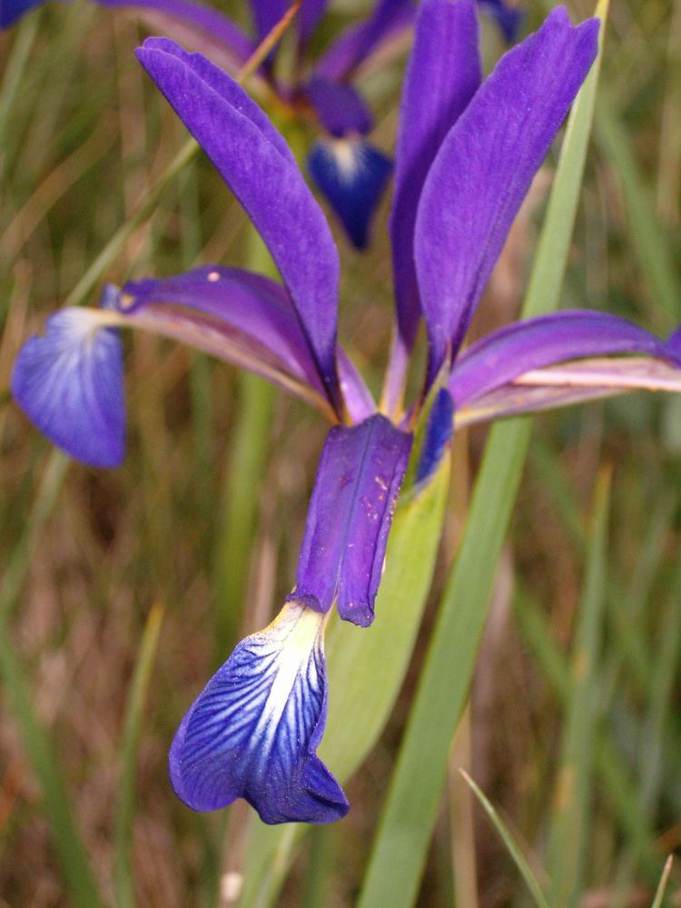 Iris spuria Iris spuria subsp maritima Wikiwand