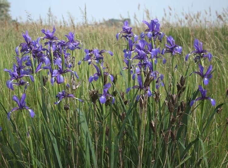Iris Spuria (Blue Iris)