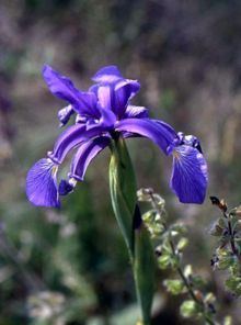 Iris spuria httpsuploadwikimediaorgwikipediacommonsthu