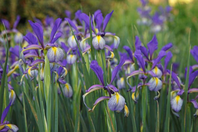 Iris spuria Iris Spuria Blue Iris
