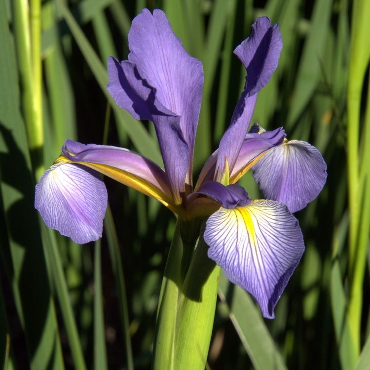 Iris spuria Iris notha Wikipedia