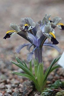 Iris stenophylla httpsuploadwikimediaorgwikipediacommonsthu